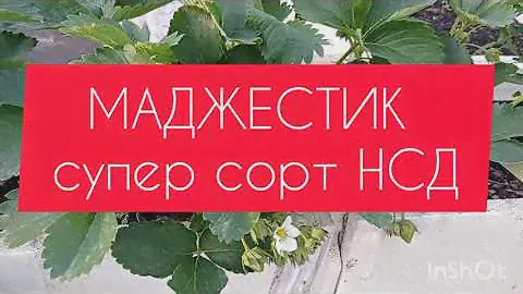 МАДЖЕСТИК - супер сорт НСД #женябойченко #маджестик #маджестикукраина