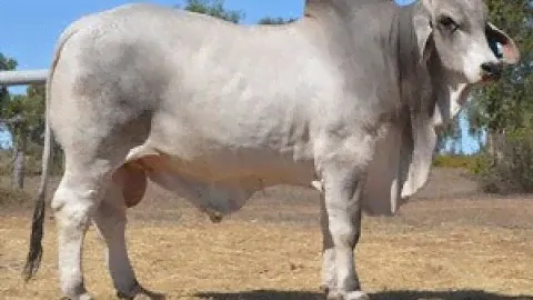 Lot 118 Hazelton Maxwell B2249