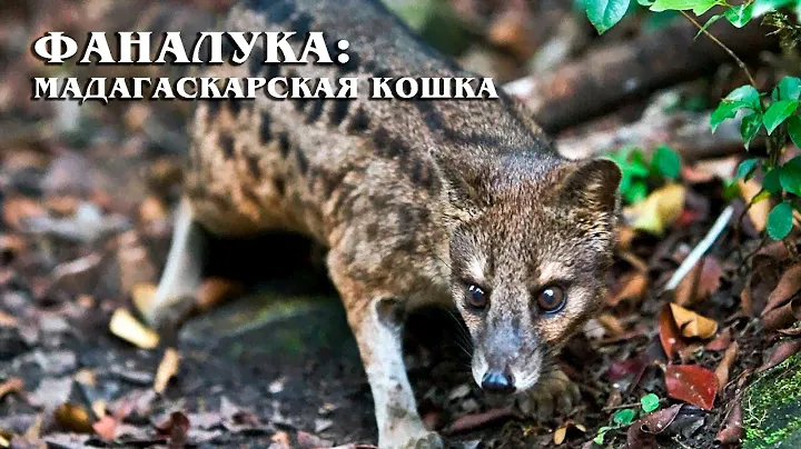 Фаналука: Редкая Мадагаскарская виверра | Интересные факты про виверровых