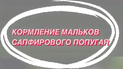 Голубой тигровый попугай. Поплыл малек голубого попугая .Разведение сапфирового попугая. Кормление