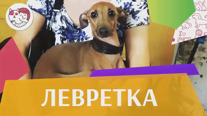 Левретка на ilikepet. Особенности породы, уход