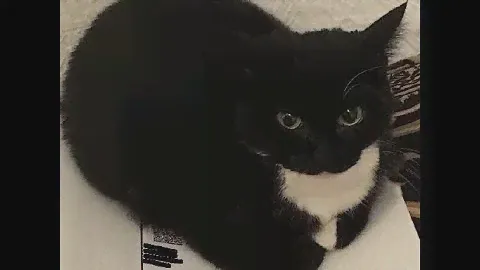 I FOUND A REAL PHOTO OF MAXWELL CAT