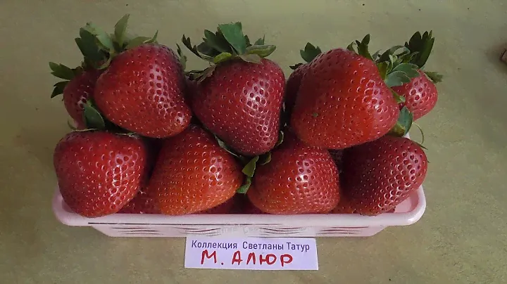 МОЛЛИНГ АЛЛЮР - сорт изумительным вкусом и очень плотной ягодой. /частная коллекция Светланы Татур.